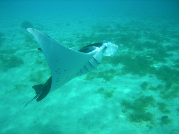 66- Raie manta dans la baie d'Avea 